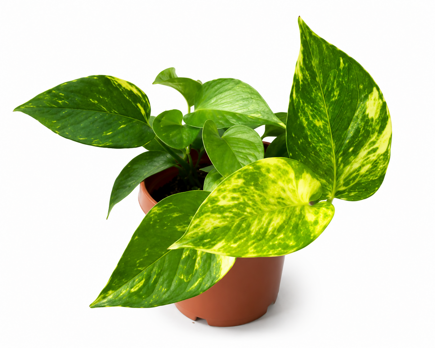 Golden Pothos Indoor Plant | Easy Care | Air Purifier