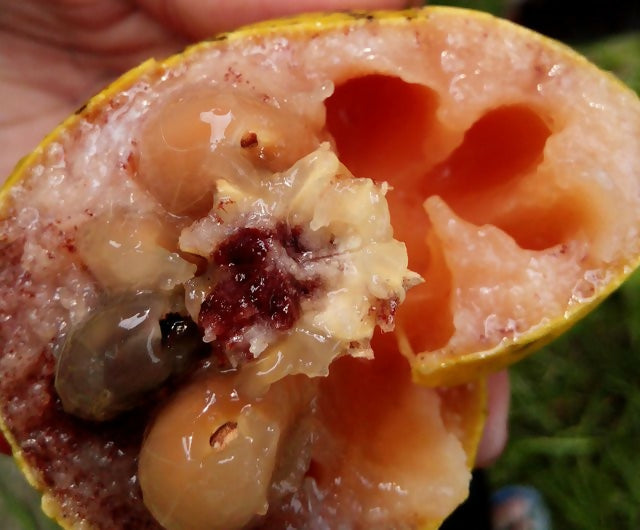 Gab Fruit Plant (Diospyros malabarica)