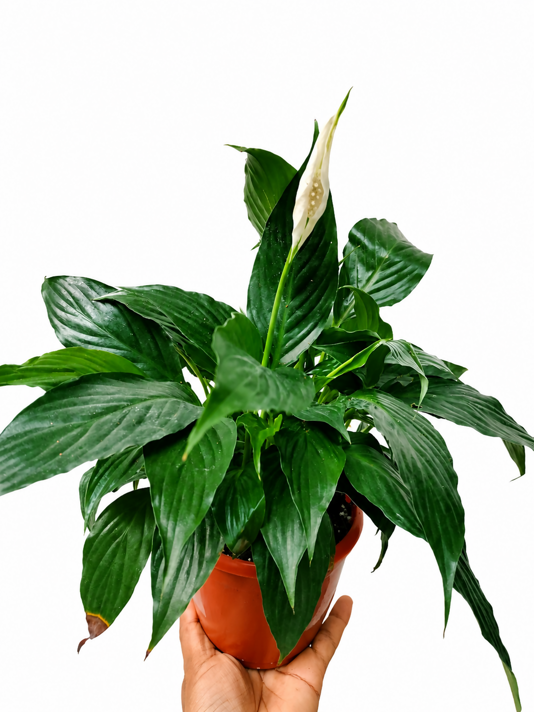 Peace Lilly/ Spathiphyllum Crown Bushy Indoor Flowering Plant