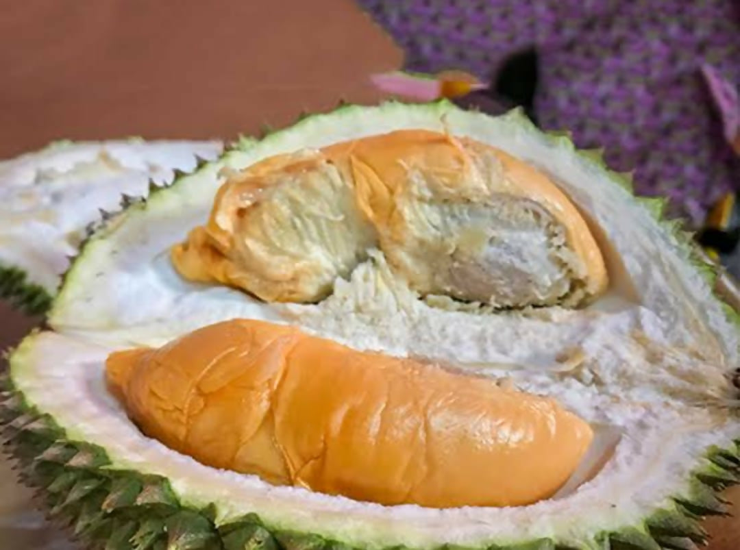 Durian Red Prawn – Live Bud Plant - Keyfarm Wayanad