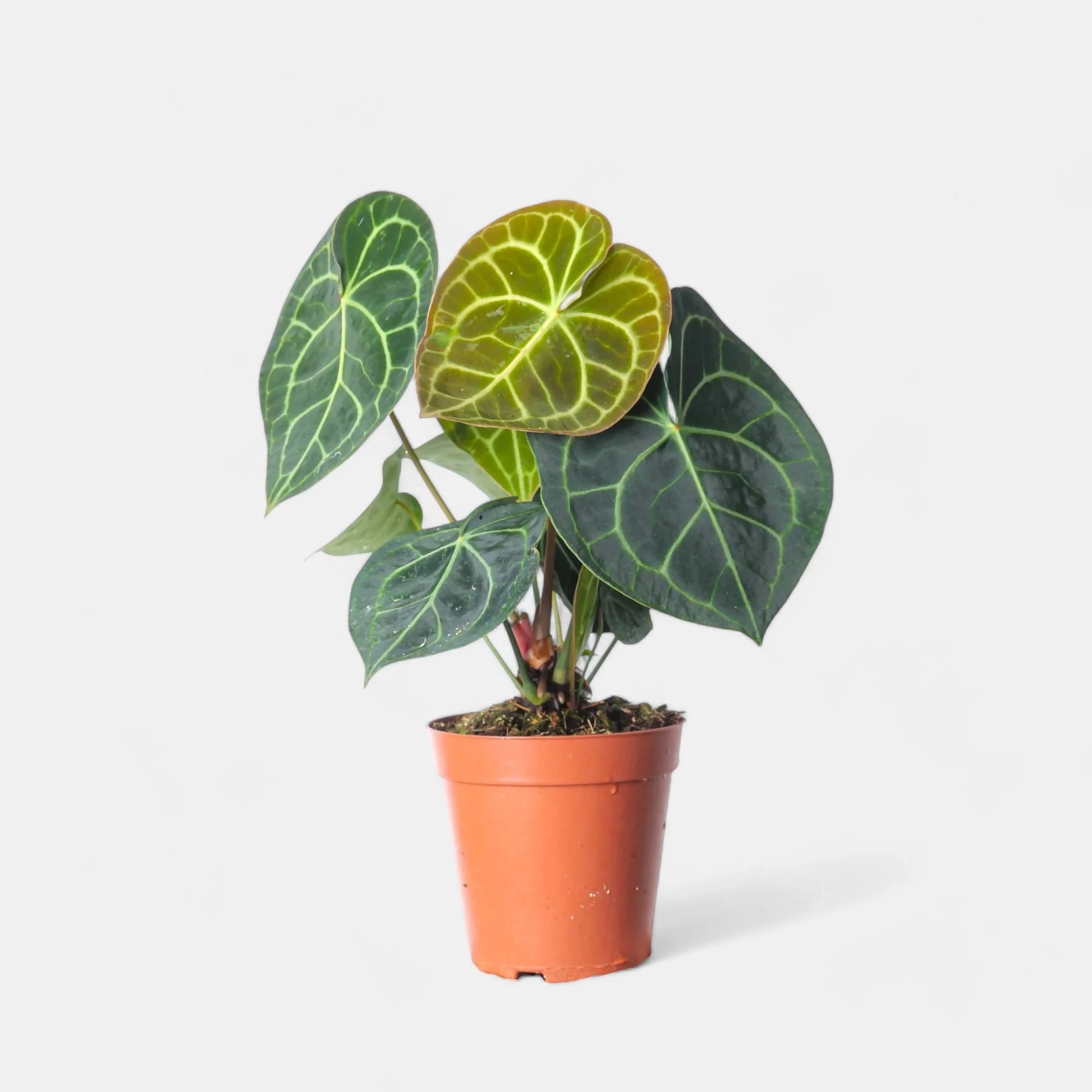 Ethereal DNA Anthurium Clarinervium Live Jiffy Plant