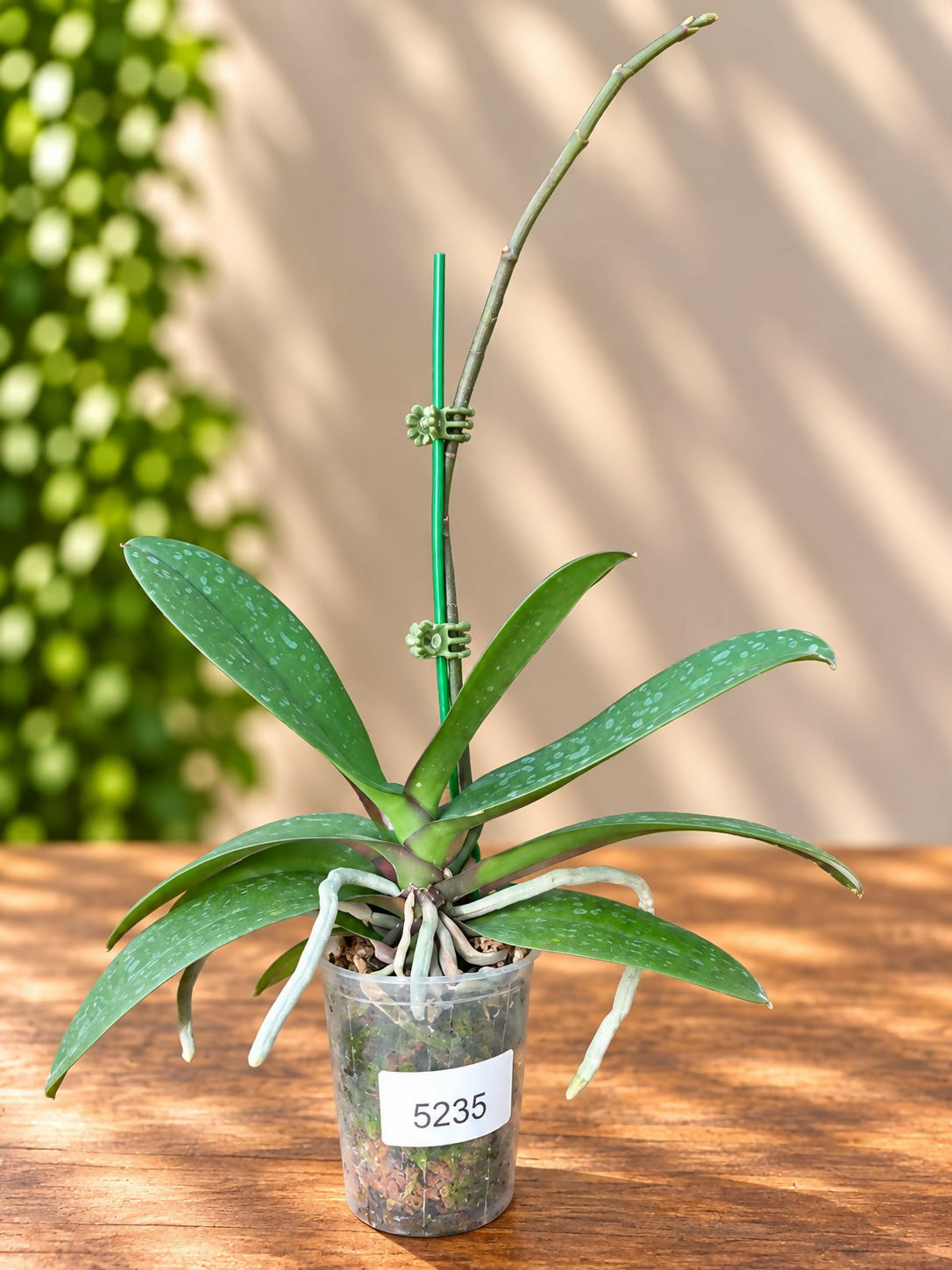 Phalaenopsis-5235