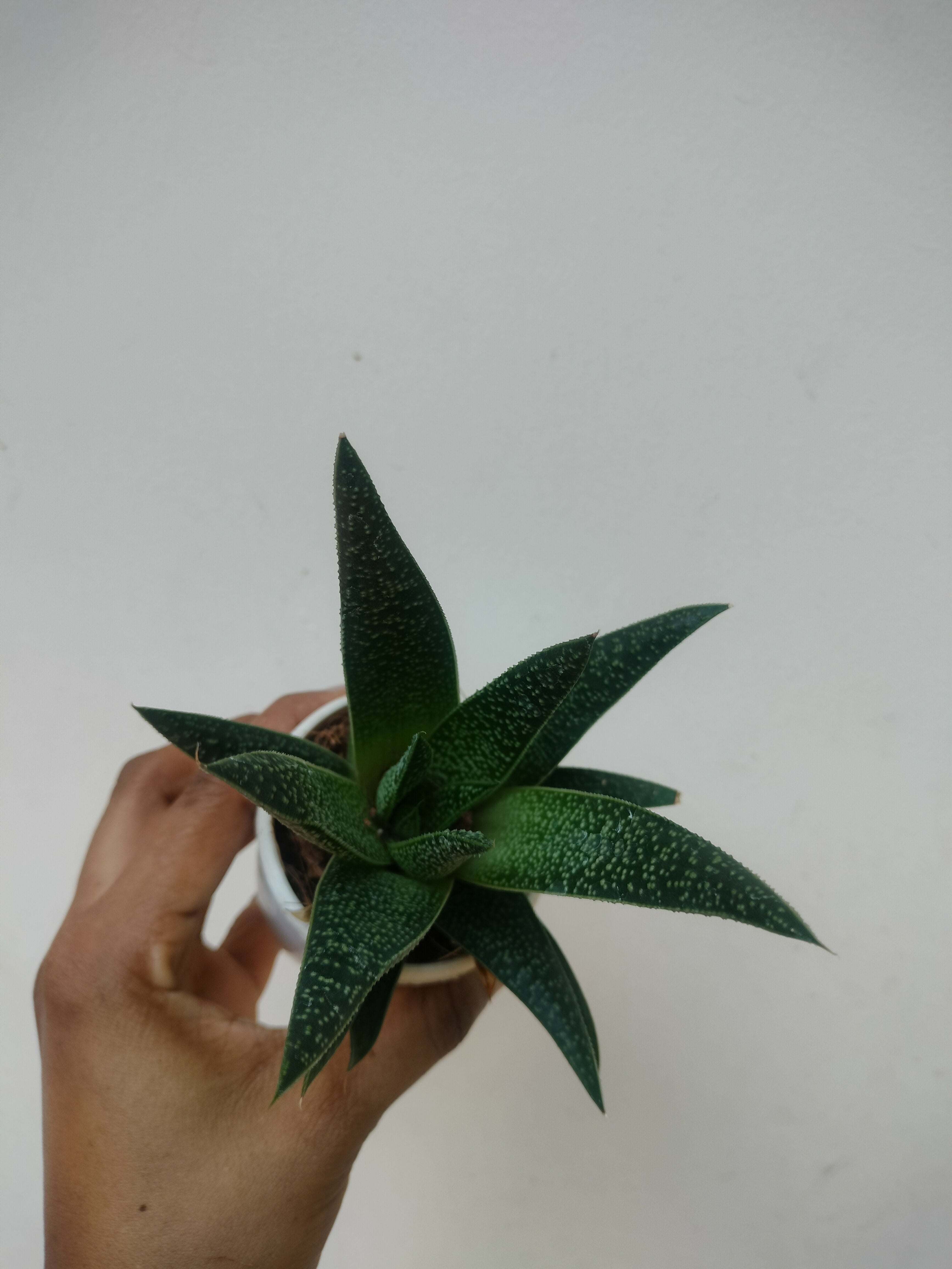 Aloe hybrida Tikki