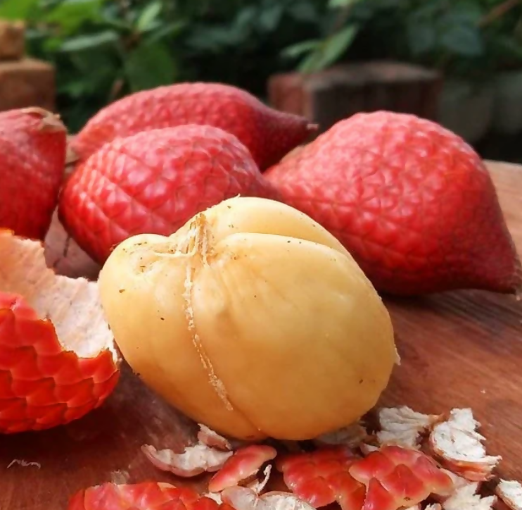 Ridan Fruit Plants (Salacca Affinis)