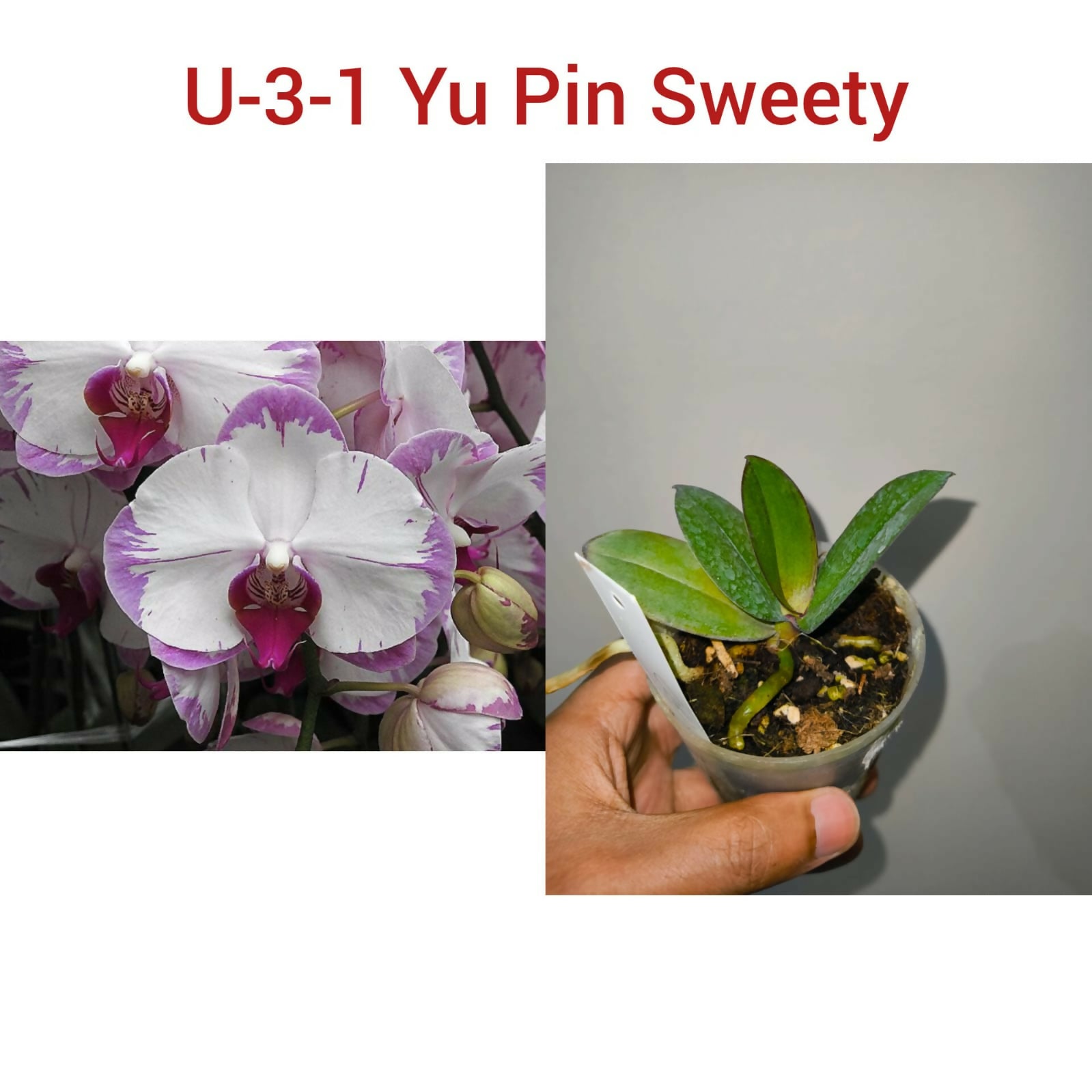 Phalenopsis-U-3-1 Yu Pin Sweety