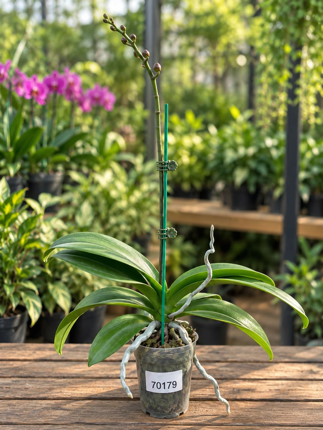 Phalaenopsis-70179