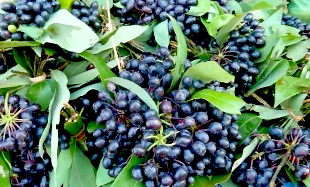 Rumdul Fruit Plant (Sphaerocoryne Affinis)