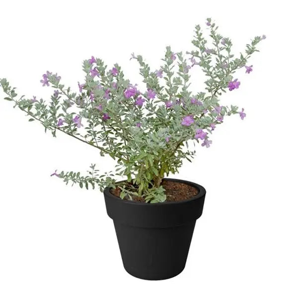 Nikotia plant, Leucophyllum frutescens
