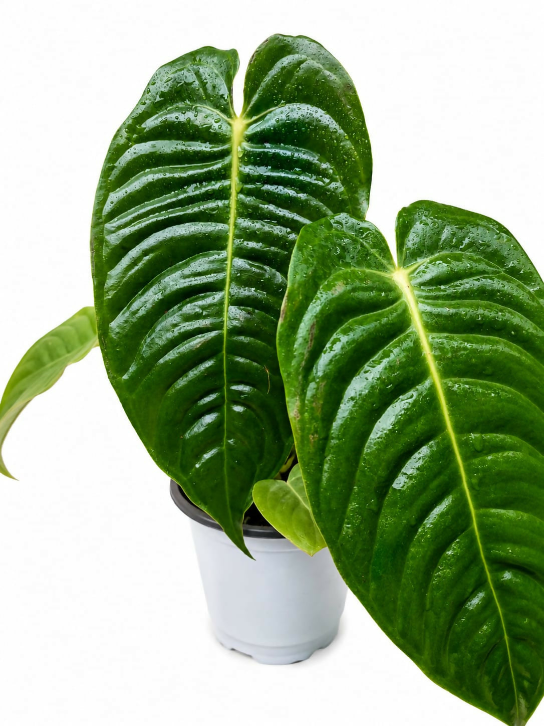 Anthurium Veitchii (King Anthurium)