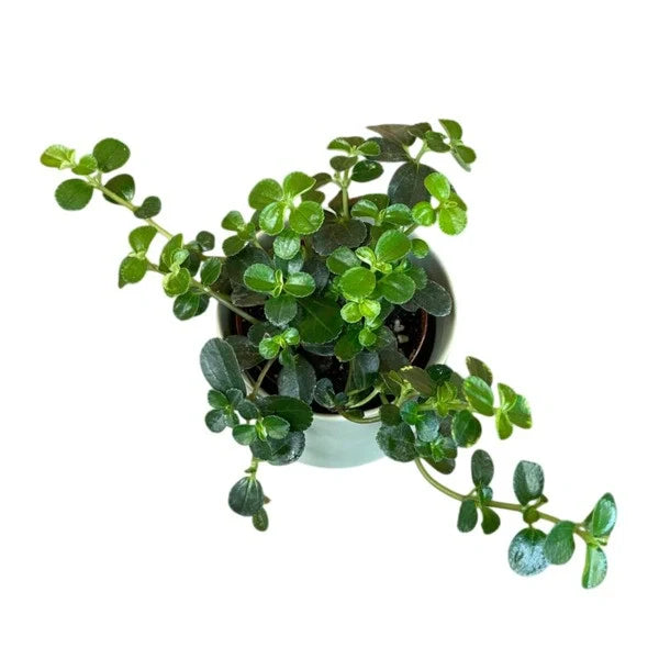 Pilea Espresso, Pilea Glossy