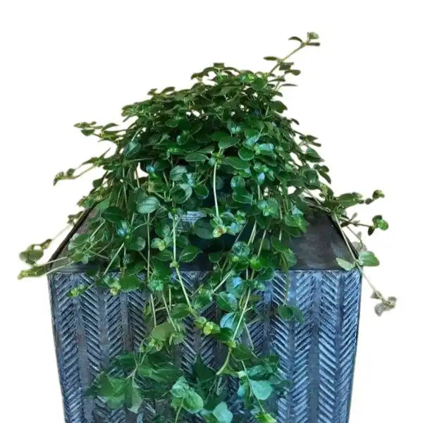 Pilea Espresso, Pilea Glossy