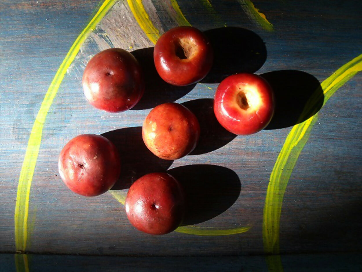 Red Nance Fruit Plants (Byrsonima Crassifolia)