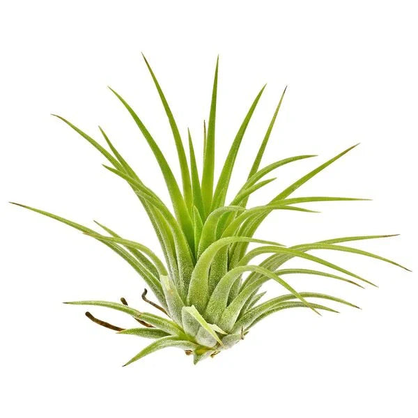 Tillandsia Ionantha Yellow - Air Plant