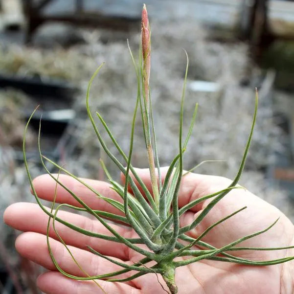 Tillandsia Schiedeana - Air Plant