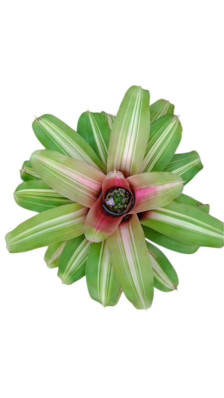Bromeliad