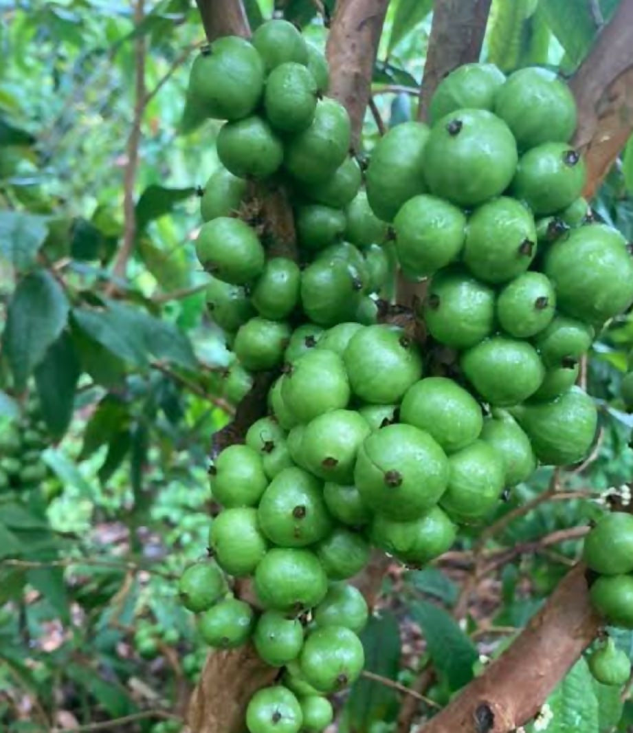 White Jaboticaba – Live Grafted Exotic Fruit Tree - Keyfarm Wayanad