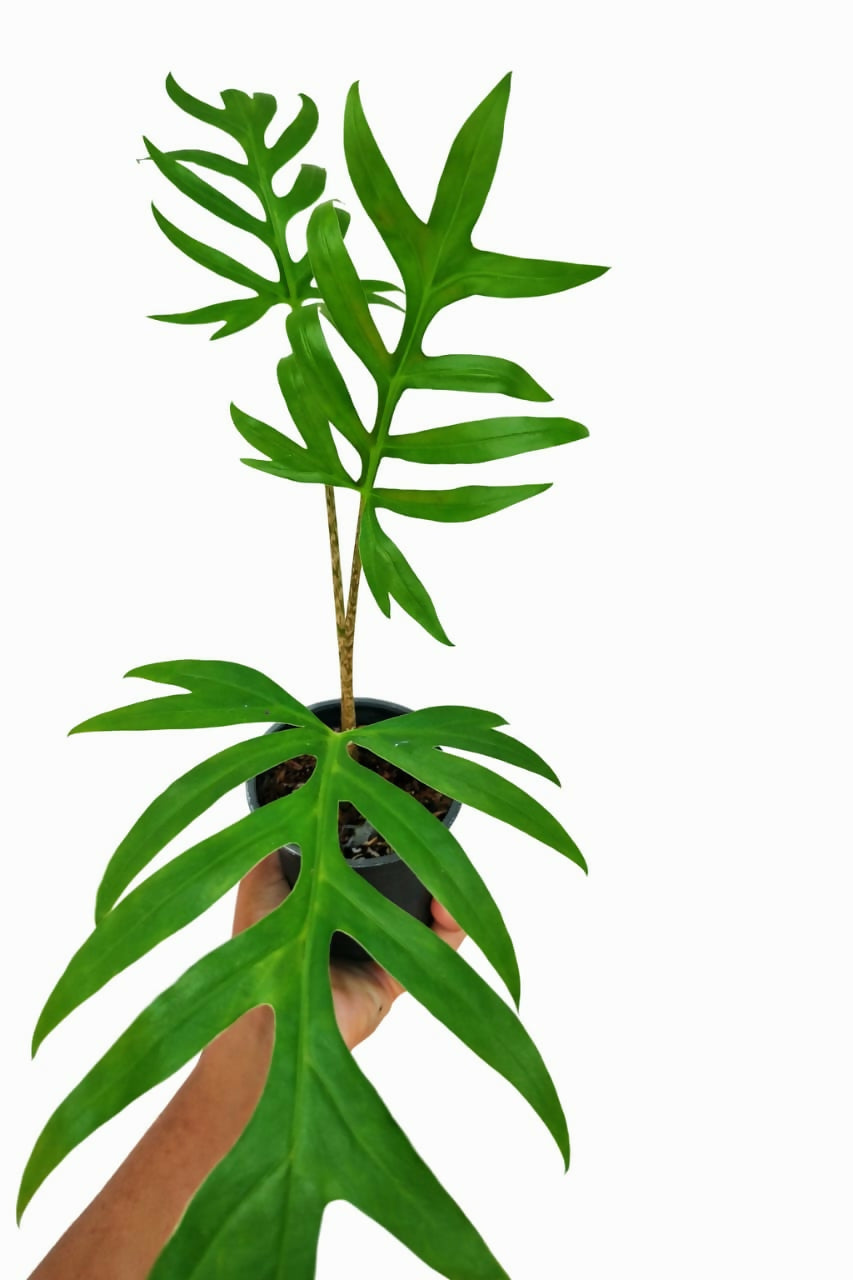 Alocasia Brancifolia