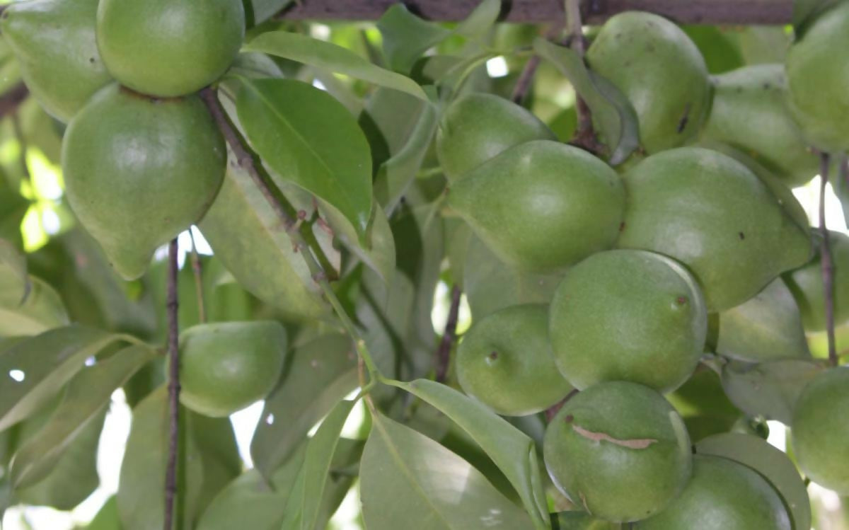 Garcinia assamica Fruit Plant