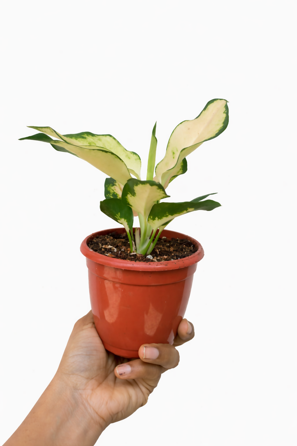 Aglaonema Cochin Escada