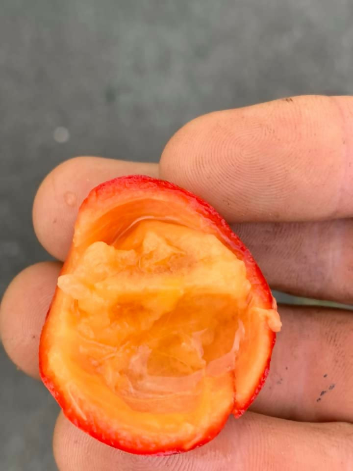 Kowa fruit Plants (Garcinia Kowa)