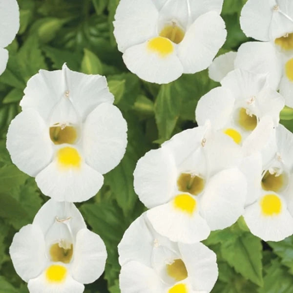 Torenia Fournieri Plant- Kauai white, whitemoon