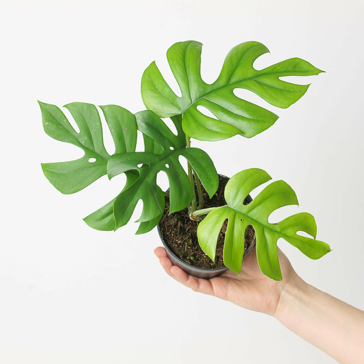 Monstera Rhaphidophora Pertusa