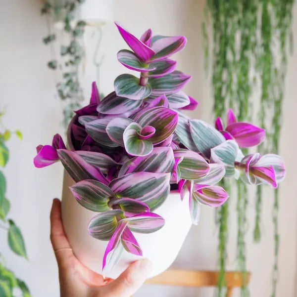 Tradescantia Nanouk - Rare