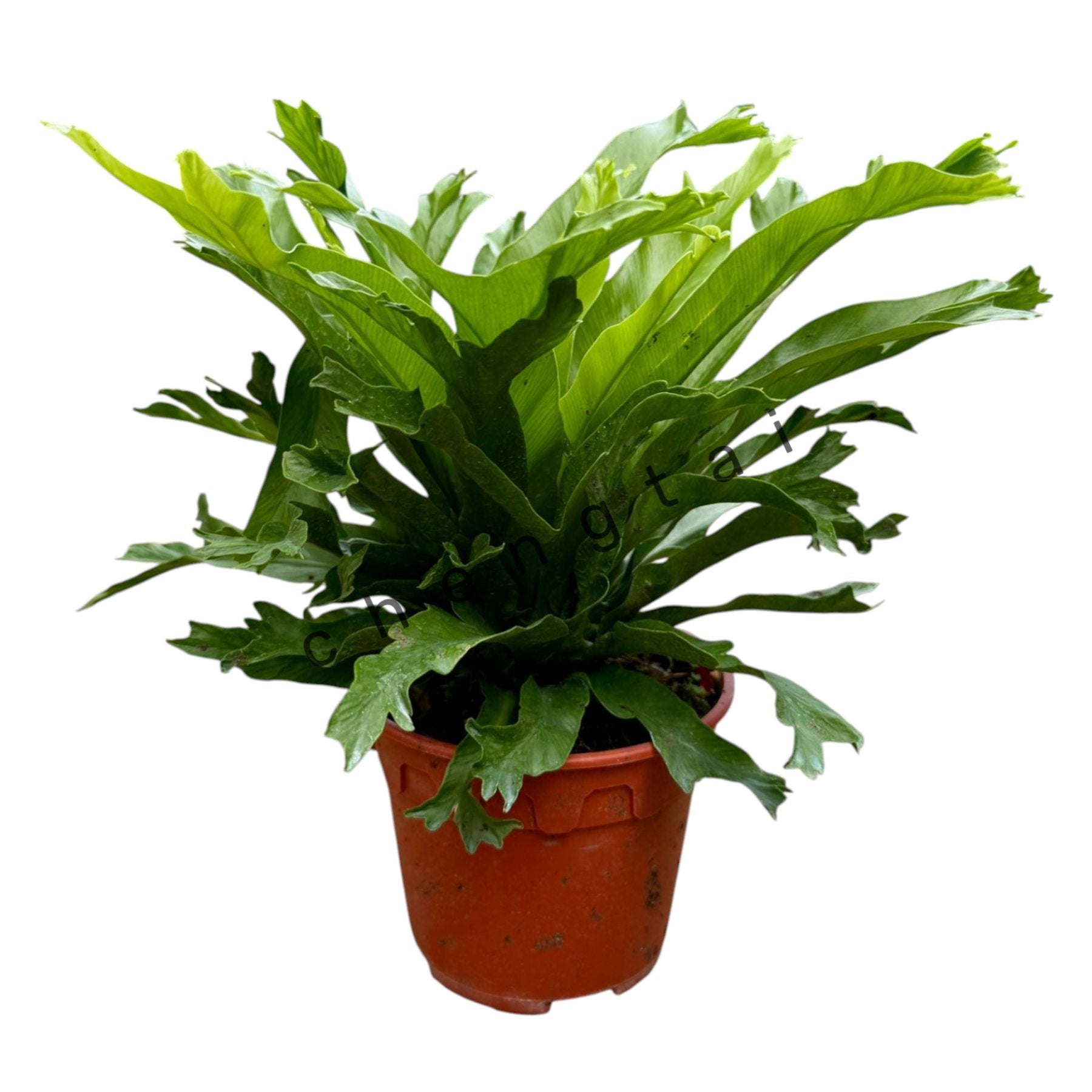 Asplenium Leslie leaf details and texture – healthy indoor plant