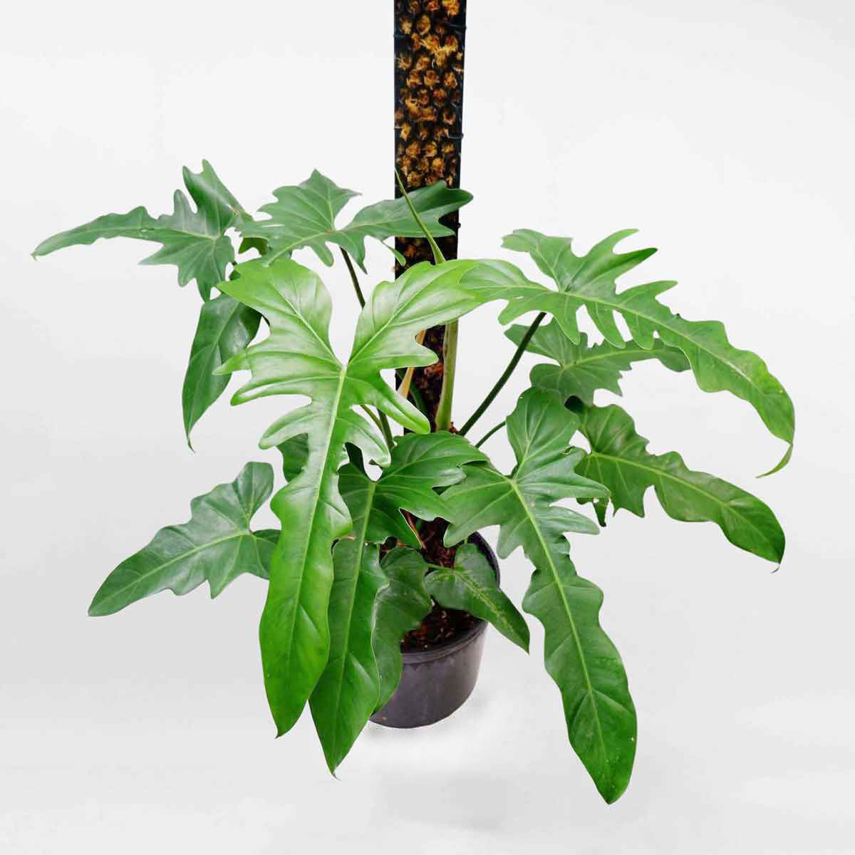 Philodendron Golden Dragon