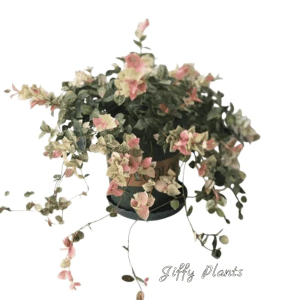 Tricolor Jasmine, Trachelospermum Asiaticum - Rare