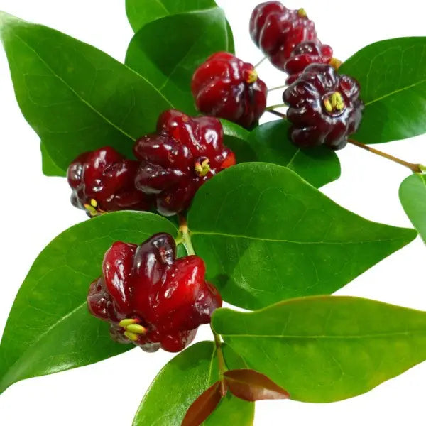 Surinam Cherry Plant