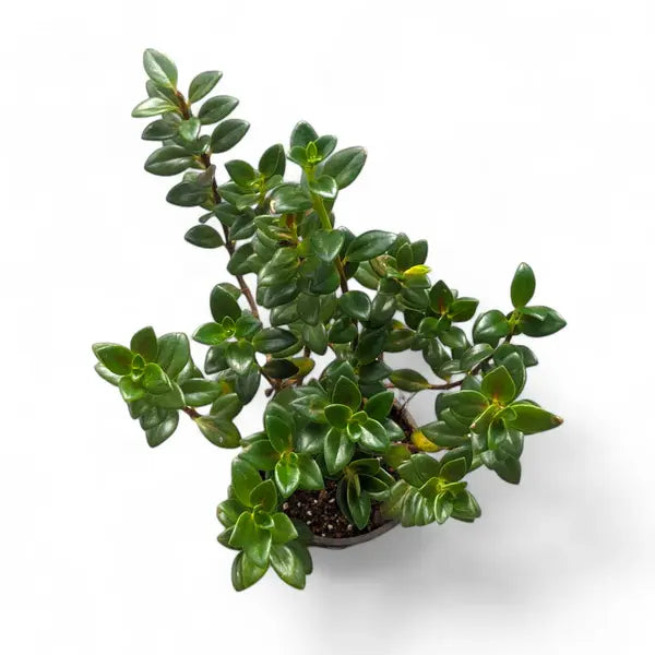 Goldfish Plant ( Nematanthus Tropicana )