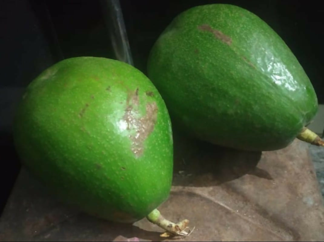Tropical Avocado – Grafted TKR Variety - Keyfarm Wayanad