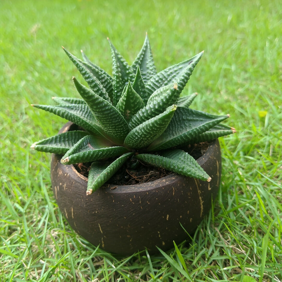 Eco-friendly Thenga Coconut Shell Natural Round Planter Pot (Set of 1) | Eco-Friendly Indoor Plant Pot for Home Décor by Thenga Coco made from sustainable coconut materials