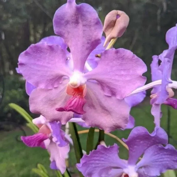 Vanda (VS-010) - Seed