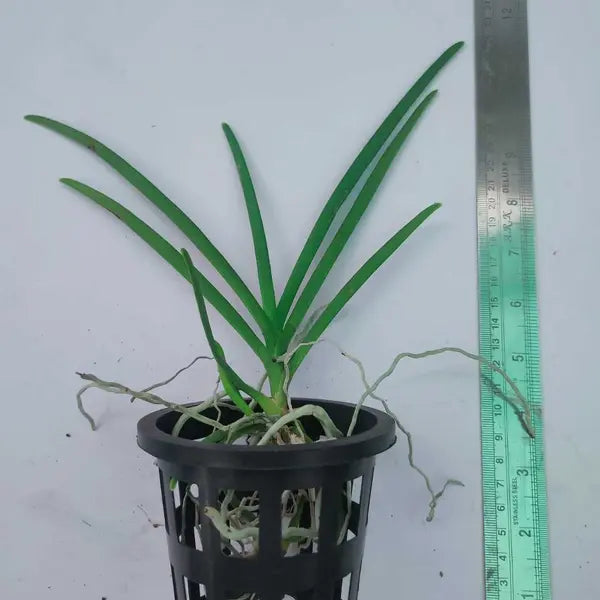 Vanda (VS-010) - Seed