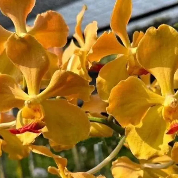 Vanda (VS-012) - Seed