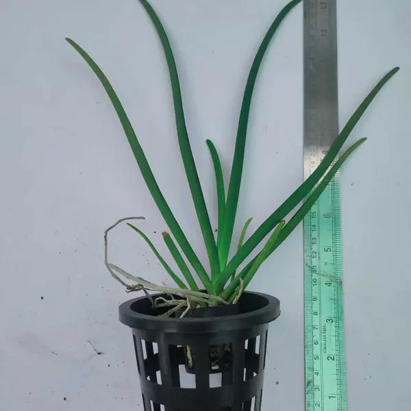 Vanda (VS-016) -Medium