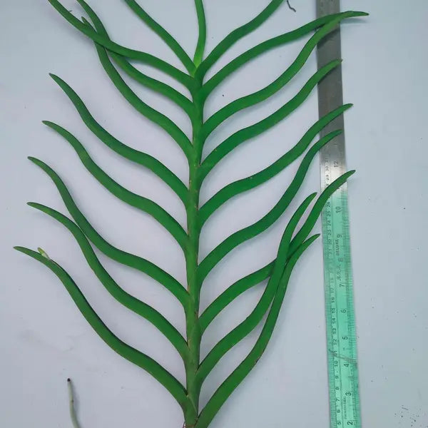 Vanda (VS-054) - Large