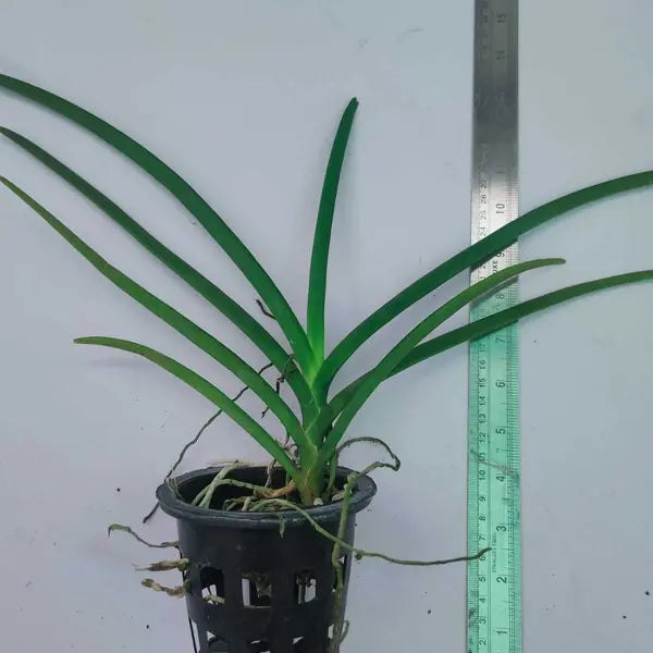 Vanda (VS-017) - Medium