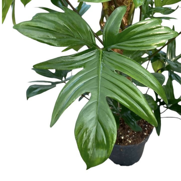 Philodendron laciniatum