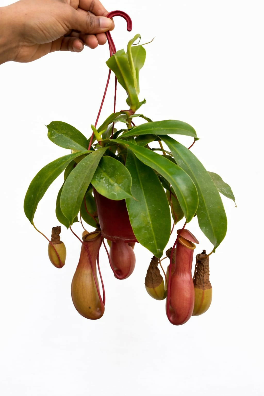 The Lush Flora Nepenthes Ventrata Pitcher Plant