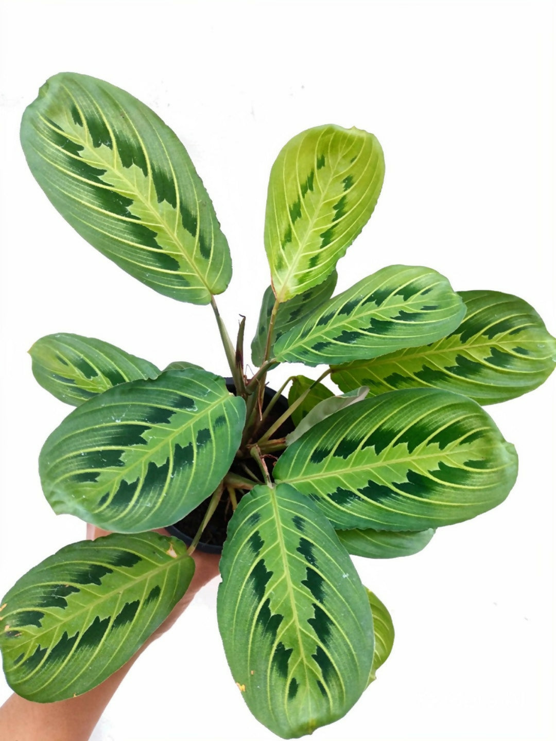 Lemon Lime Maranta Bushy Indoor Plant