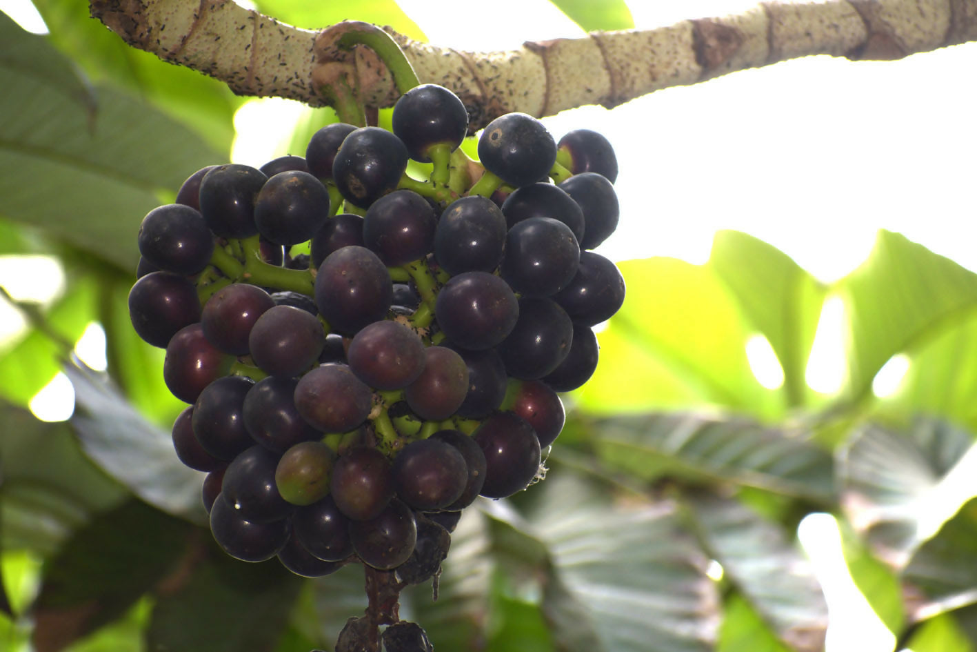 Amazon Tree Grape Fruit Plants (Pourouma Cecropiifolia)