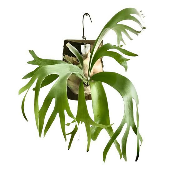 Staghorn Fern – Rare Jiffy TC Plant - Ethereal DNA