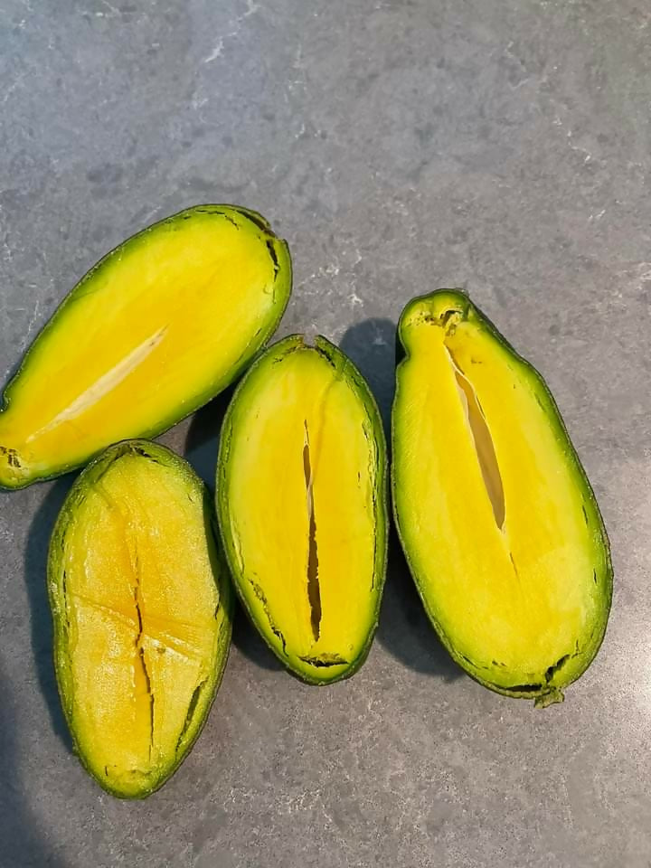 Seedless Avocado Live Plant (Persea americana)