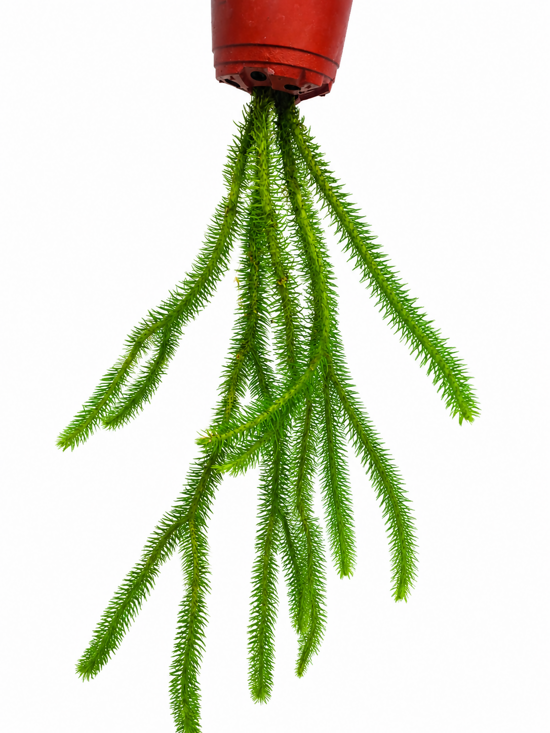 Huperzia squarrosa - Rare Fern- The Lush Flora