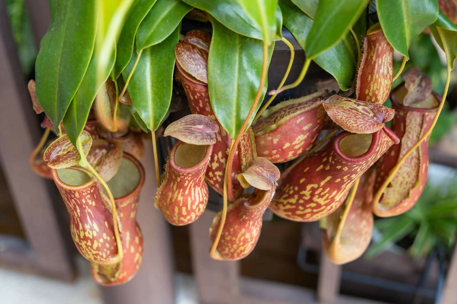 Nepenthes Pitcher Plant Insectivorous Plant Multiple Shoots