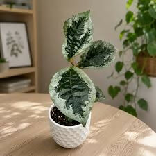 Elatostema Vittatum pilea