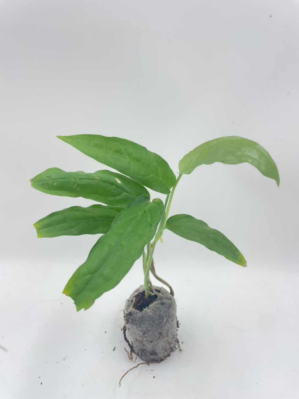 Monstera obliqua amazonas